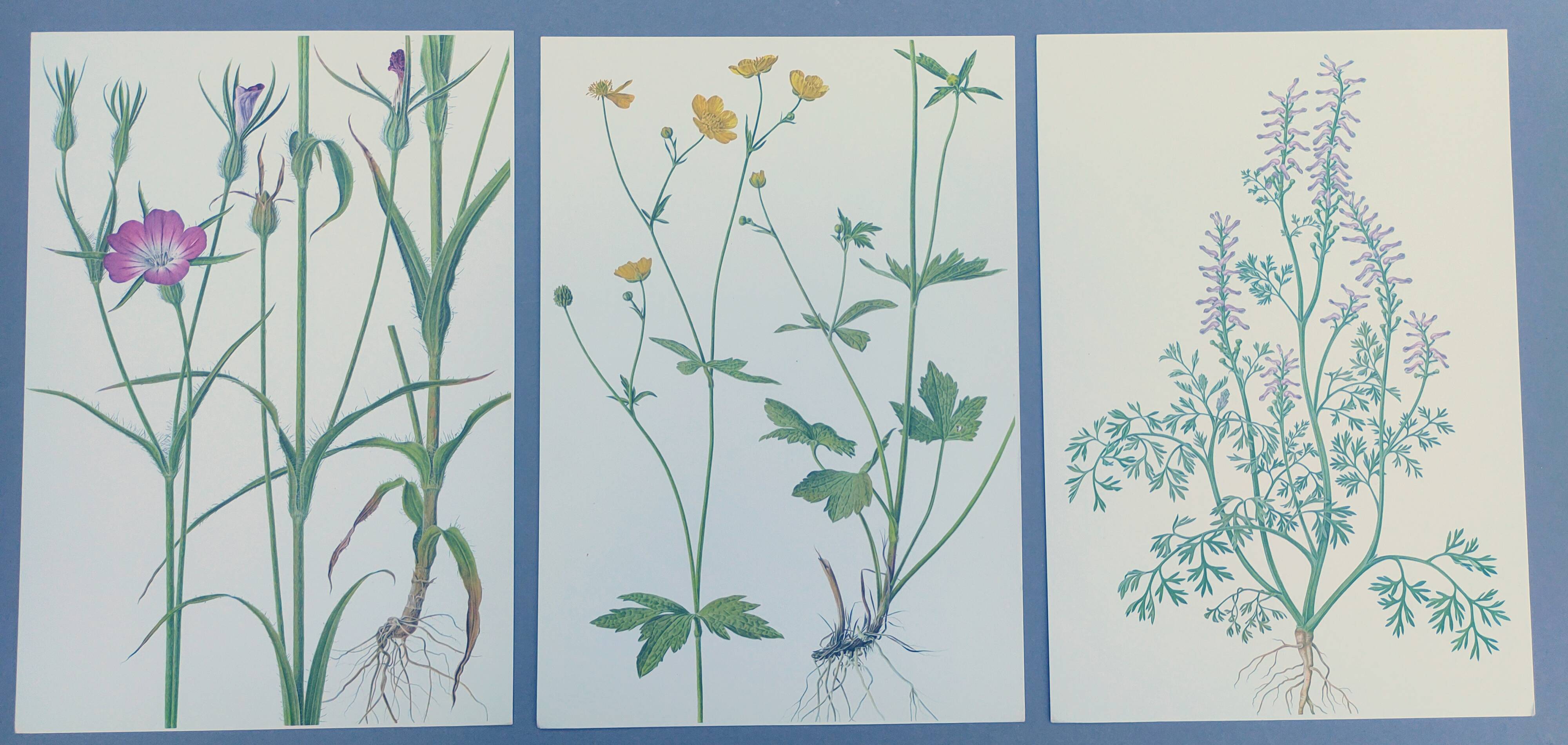 Lot of 3 vintage botanical plates from 1978 - including Githagorés - Illustration of wild flowers