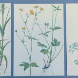 Lot of 3 vintage botanical plates from 1978 - including Githagorés - Illustration of wild flowers