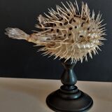 Cabinet of Curiosities diodon holocanthus on base