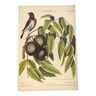 Gravure ancienne oiseau  -Rossignol de muraille- Planche zoologique de Seligmann & Catesby
