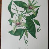 Set of 4 botanical posters