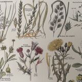 Lithographies plantes adventices mauvaises herbes de 1921