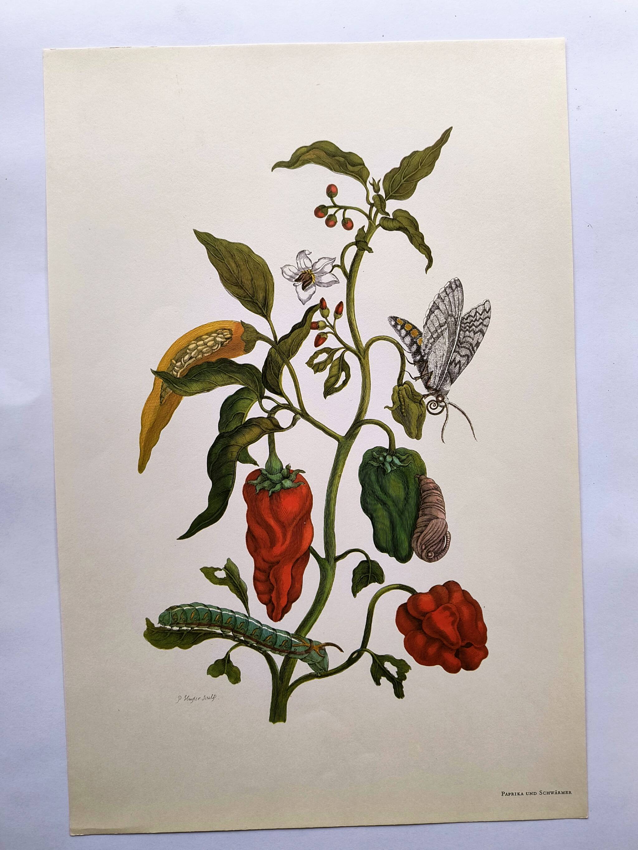 Botanical plate by Merian - Suriname pepper and hawk moth - illustration