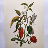 Botanical plate by Merian - Suriname pepper and hawk moth - illustration