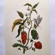 Botanical plate by Merian - Suriname pepper and hawk moth - illustration