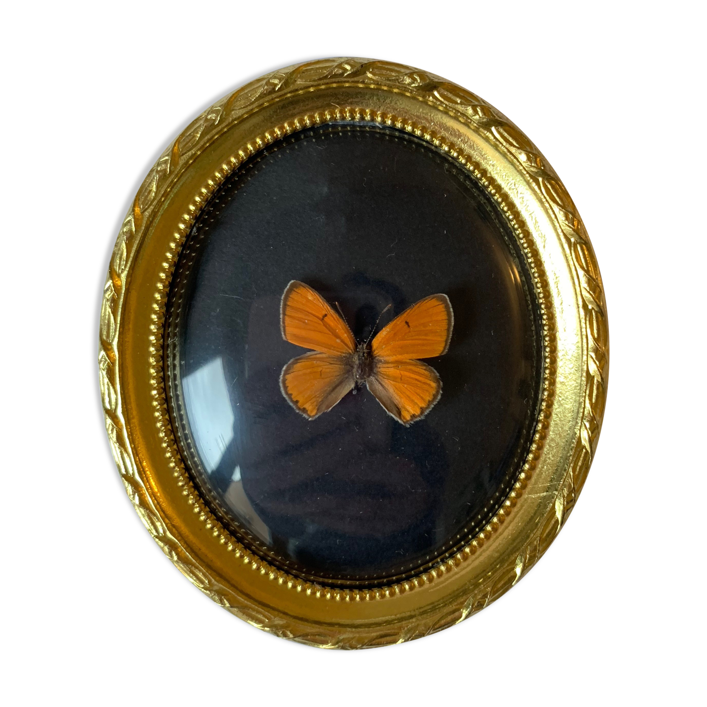 Butterfly under curved frame