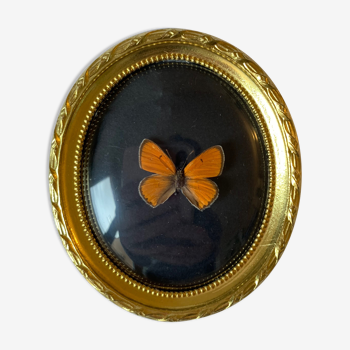 Butterfly under curved frame