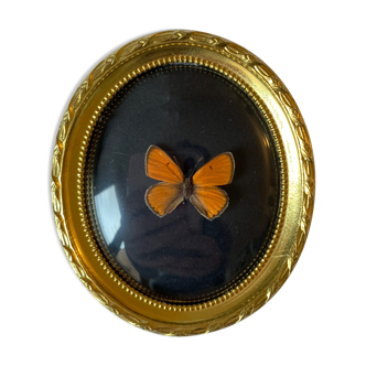 Butterfly under curved frame