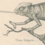 Antique reptile print showing various chameleon, Egyptian Stellion, Skink Lizard, 1837 Pl4