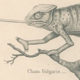 Antique reptile print showing various chameleon, Egyptian Stellion, Skink Lizard, 1837 Pl4