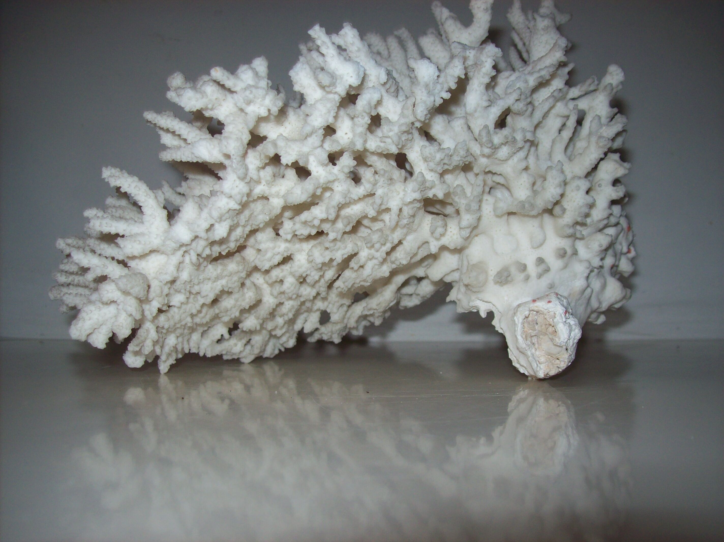 White coral