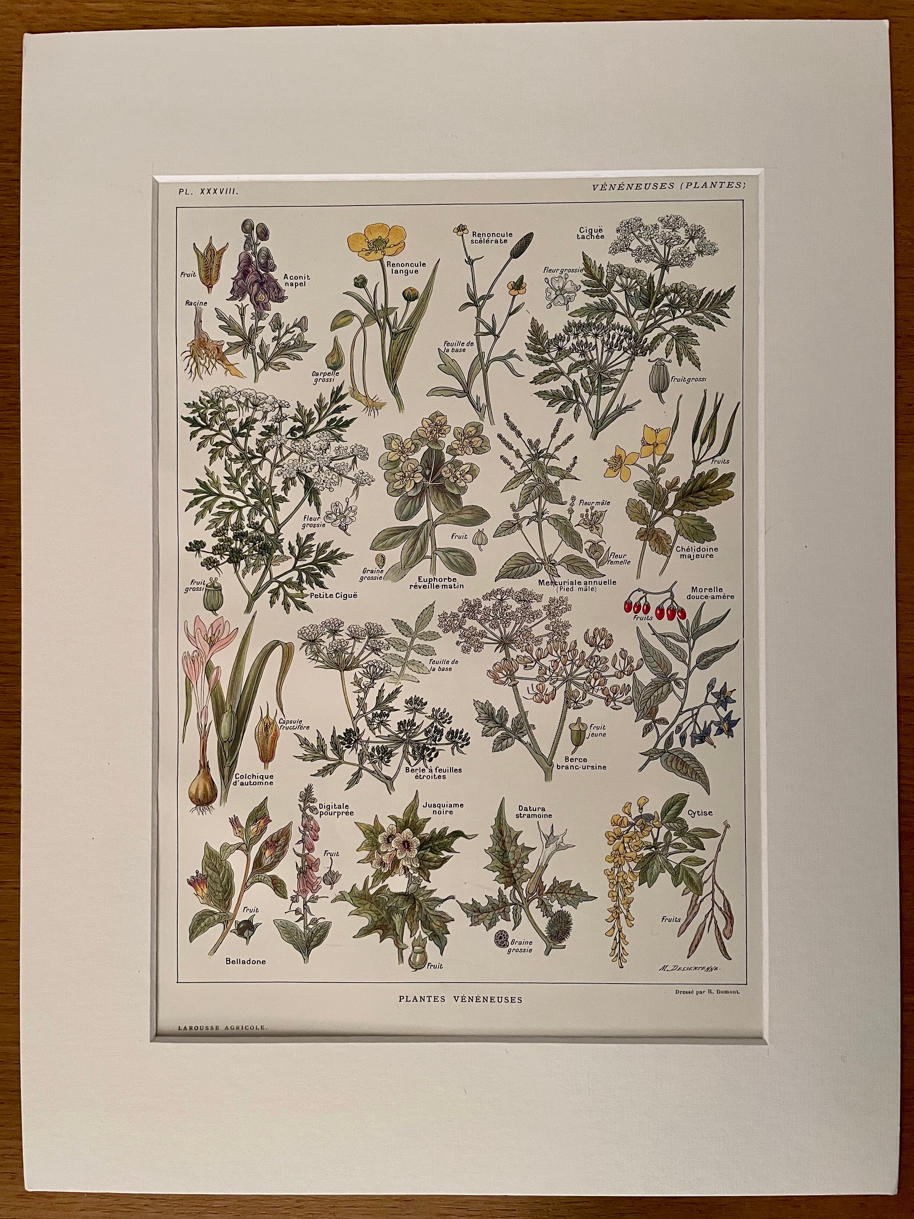 Lithographie sur les plantes vénéneuses - 1920