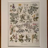 Lithograph on poisonous plants - 1920