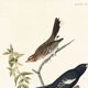 Poster about finches, based on an old engraving from 1827.
