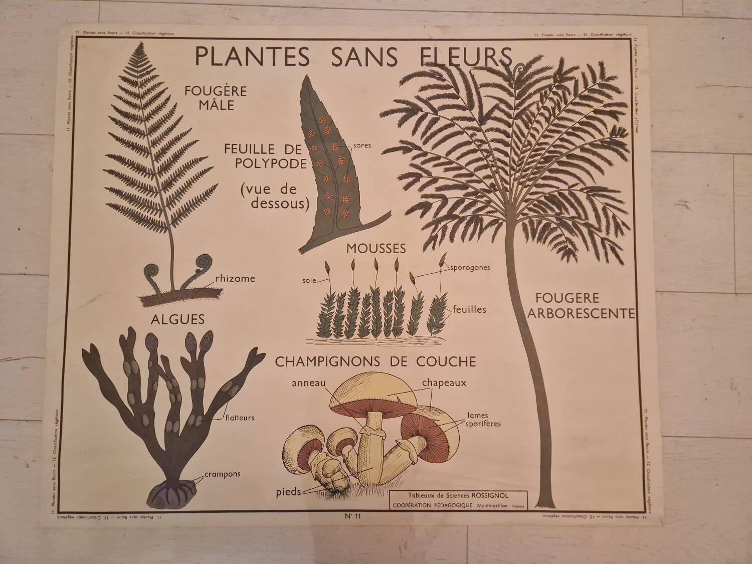 Old school poster Rossignol vintage 50s botanical plants without flowers