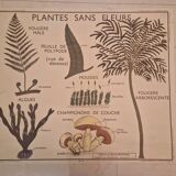 Old school poster Rossignol vintage 50s botanical plants without flowers
