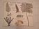 Old school poster Rossignol vintage 50s botanical plants without flowers
