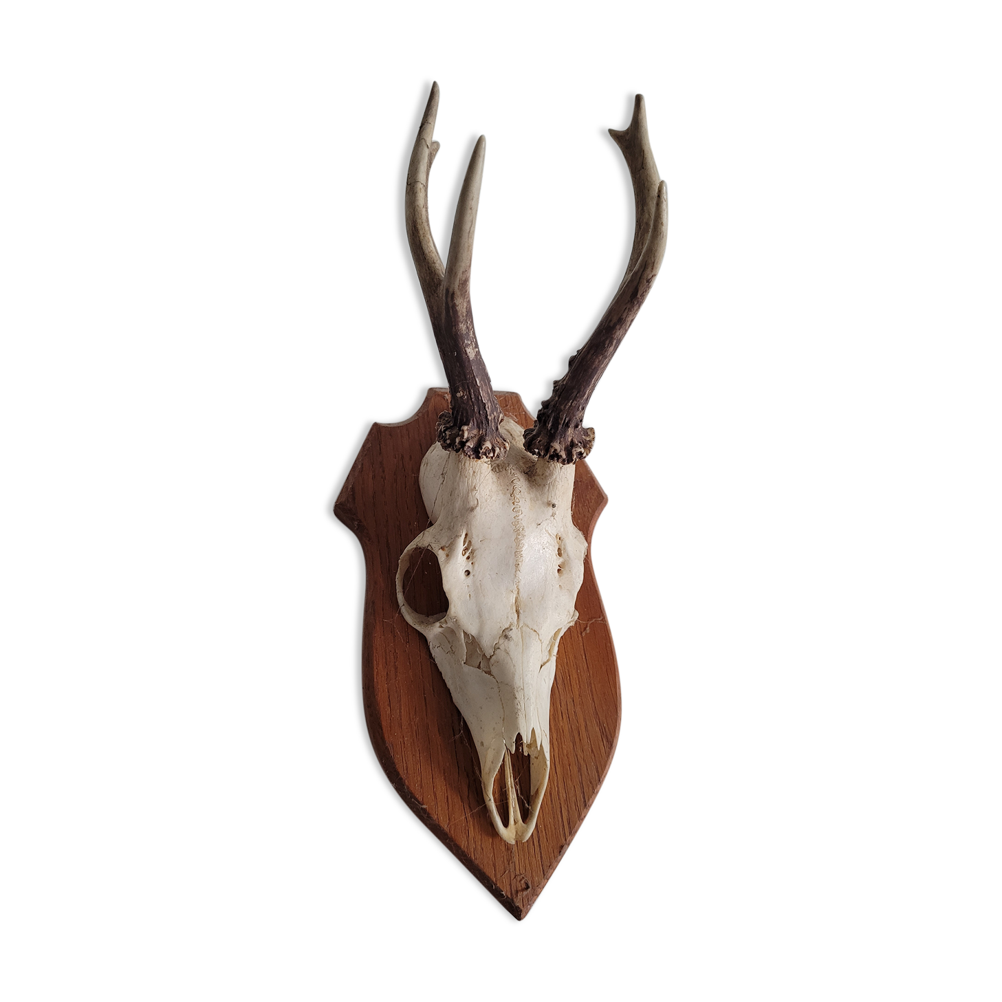 Deer Trophy 3
