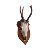 Deer Trophy 3