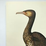 Old board -Great Cormorant- Vintage zoological and ornithological illustration - Bird