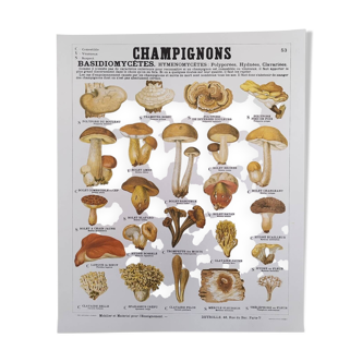 Deyrolle Mushrooms Poster No. 53.
