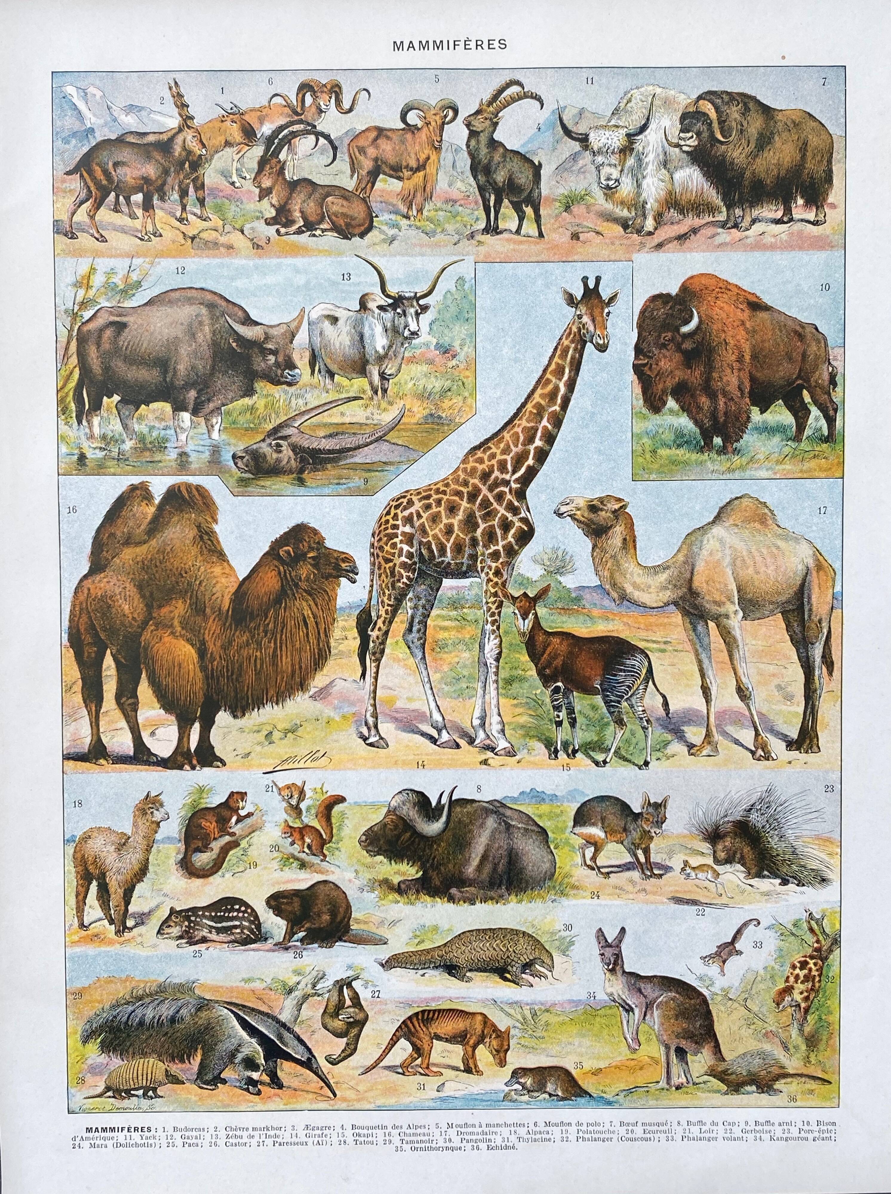 Illustration Millot "Mammals"