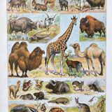 Illustration Millot "Mammals"