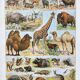 Illustration Millot "Mammals"