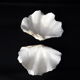 Tridacne Giant Clam xx -th