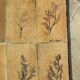Table basse herbier capron