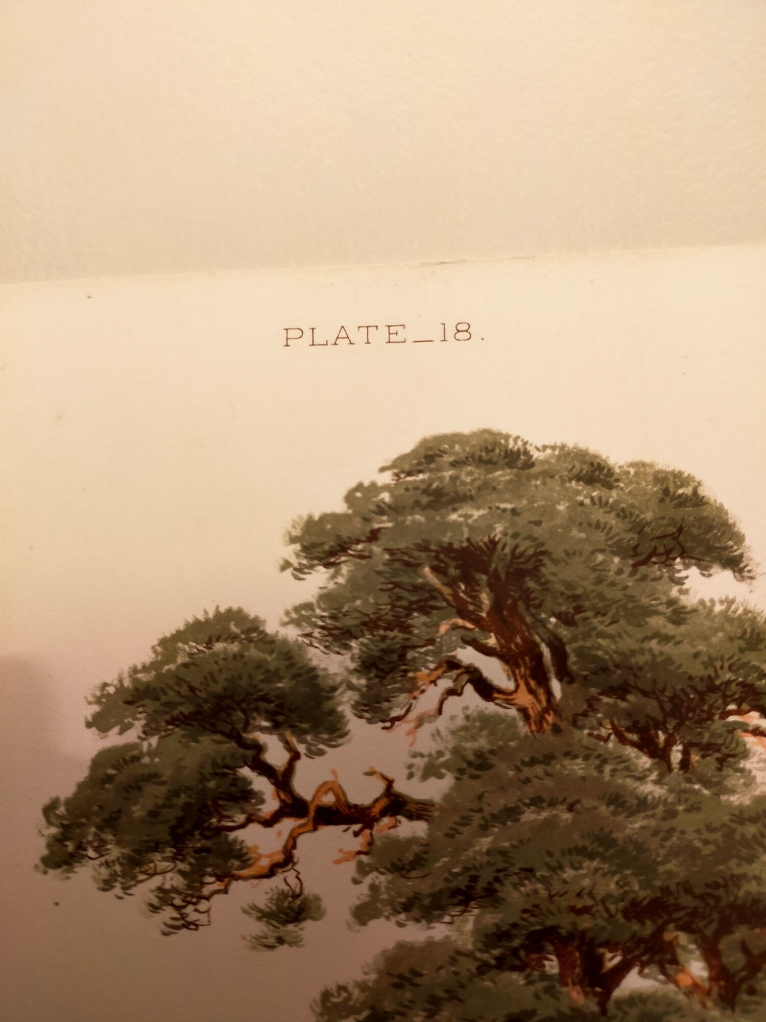 Old lithograph plate 18