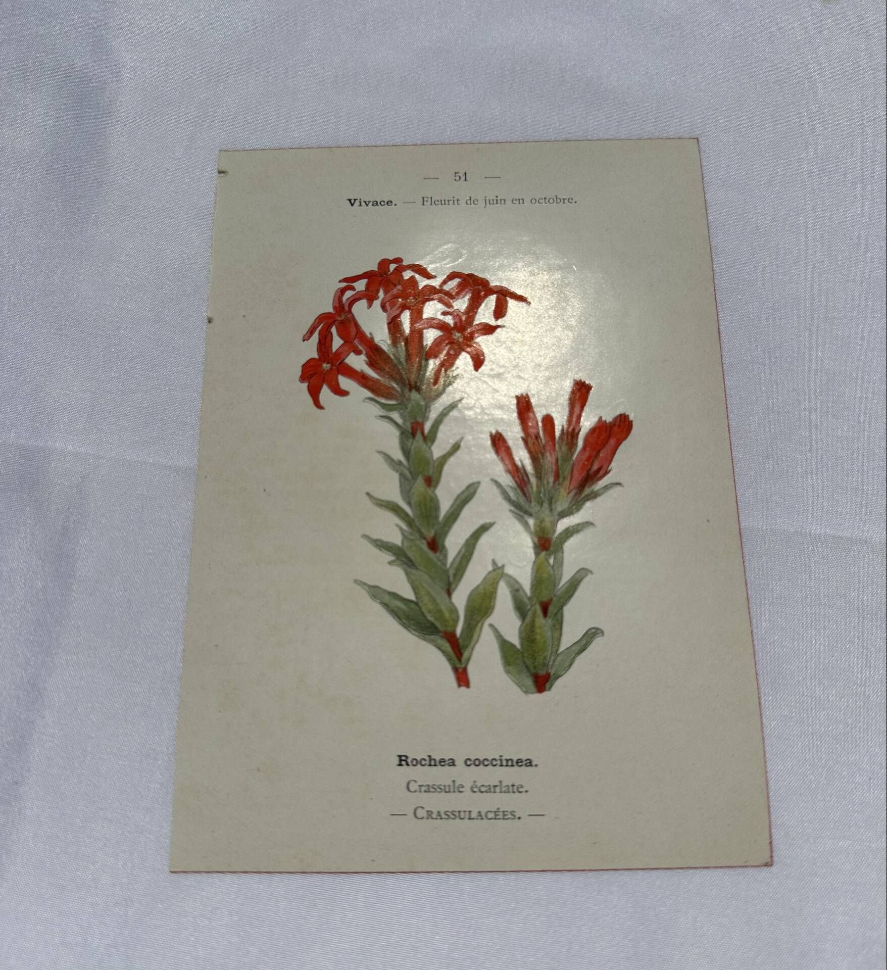 Botanical plate naturalist engraving scientific drawing double-sided