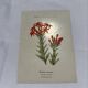Botanical plate naturalist engraving scientific drawing double-sided