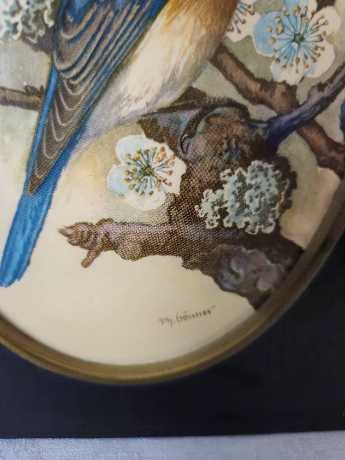 Paire de gravures encadrées oiseaux vintage