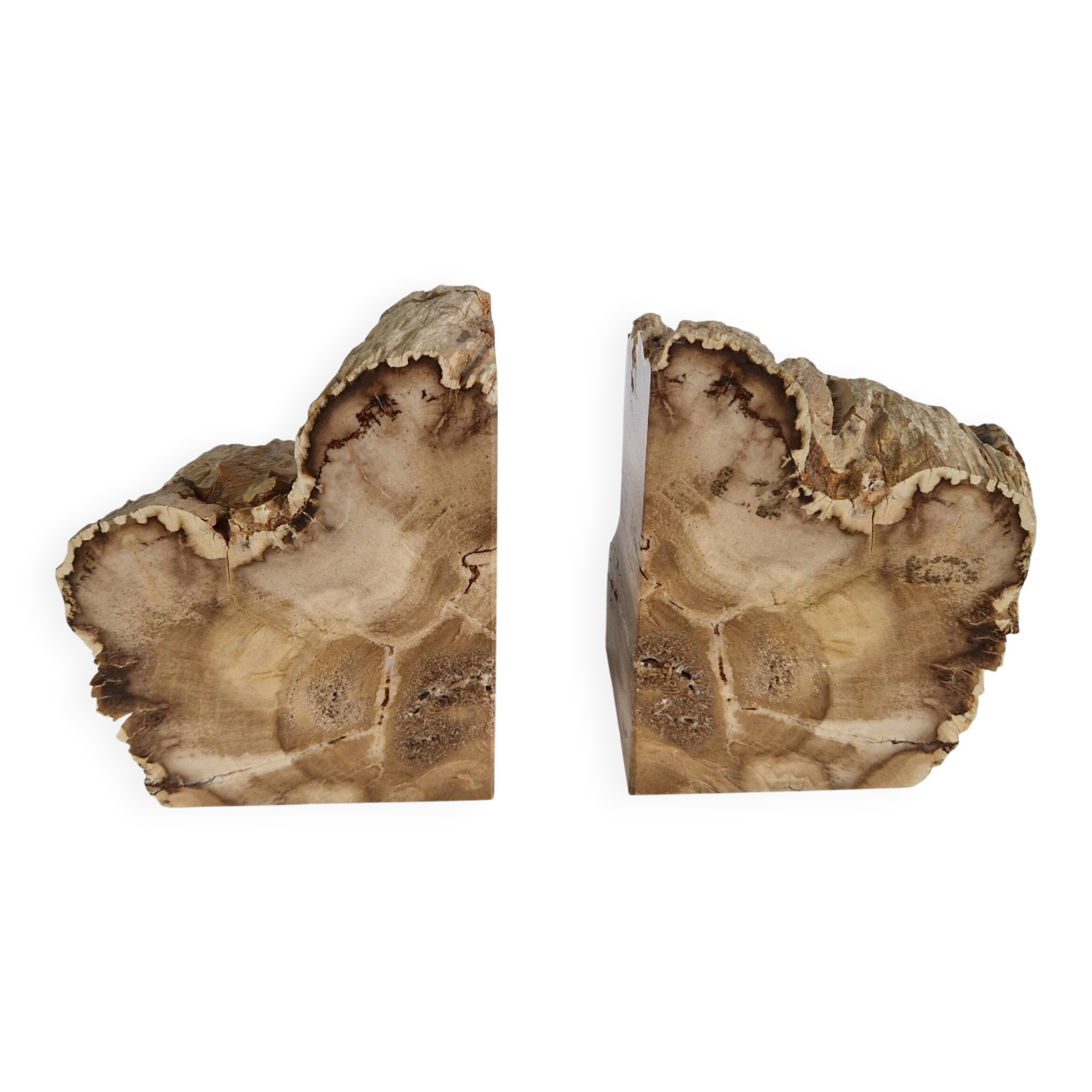 Pair of petrified wood bookends