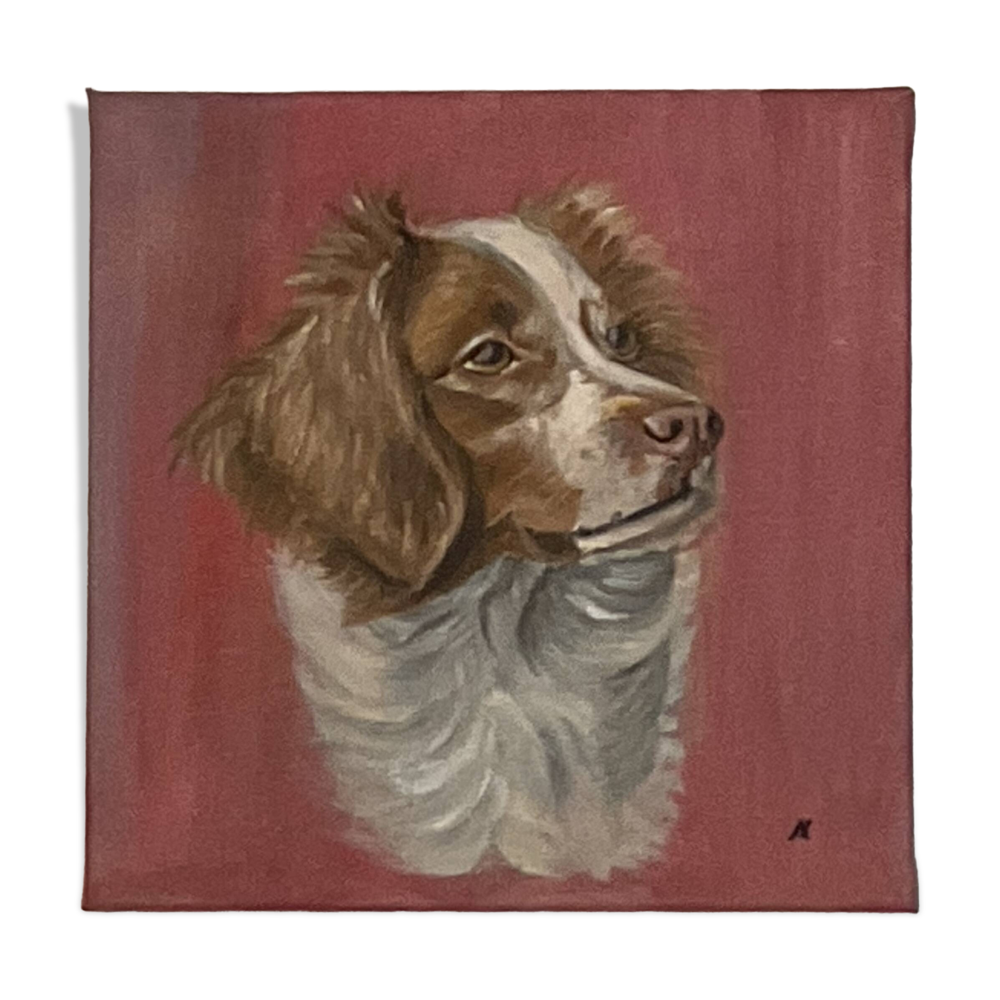 Portrait of a Brittany Spaniel