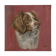 Portrait of a Brittany Spaniel