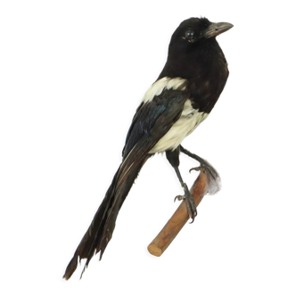 Taxidermy old stuffed bird magpie on branch wall decoration 40cm