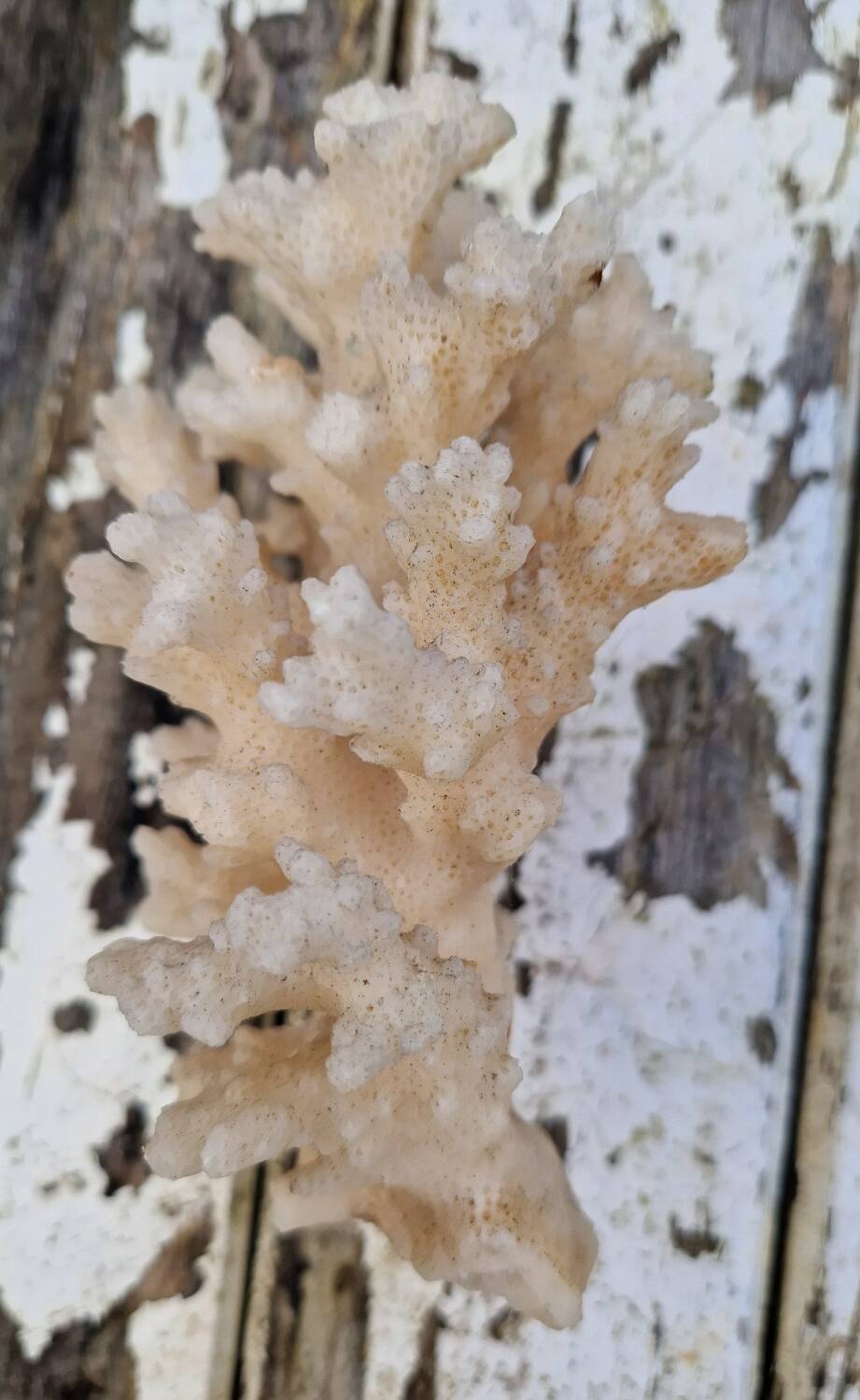 Ancient Caribbean Coral