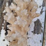 Corail ancien des Caraïbes