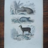 Affiche - gravure zoologique ancienne - uneau - ai -musc (mi 19ème)