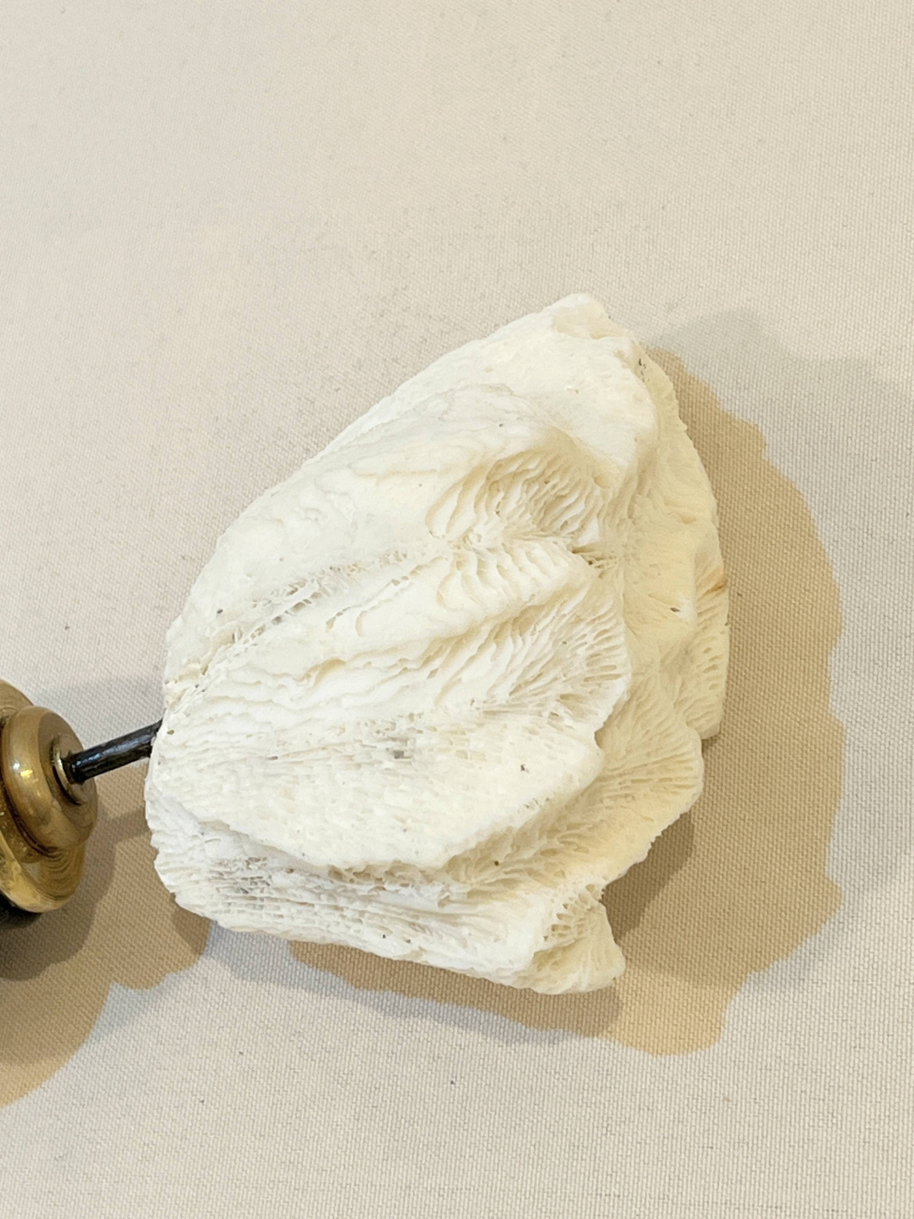Antique natural white wave coral on wooden base Napoleon III cabinet of curiosities