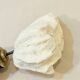 Antique natural white wave coral on wooden base Napoleon III cabinet of curiosities