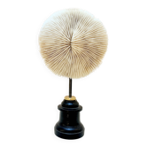 Corail ancien blanc naturel coussin sur socle en bois tourné napoléon iii xixe cabinet de curiosités