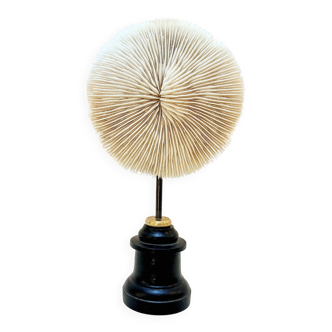 Old natural white coral cushion on wooden base turned Napoleon III 19th century cabinet of curiosities