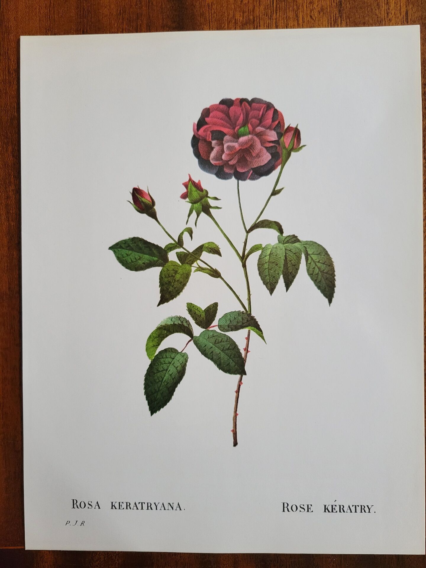 Botanical plate Rose Kératry, P.J. Redouté 1960