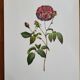 Botanical plate Rose Kératry, P.J. Redouté 1960