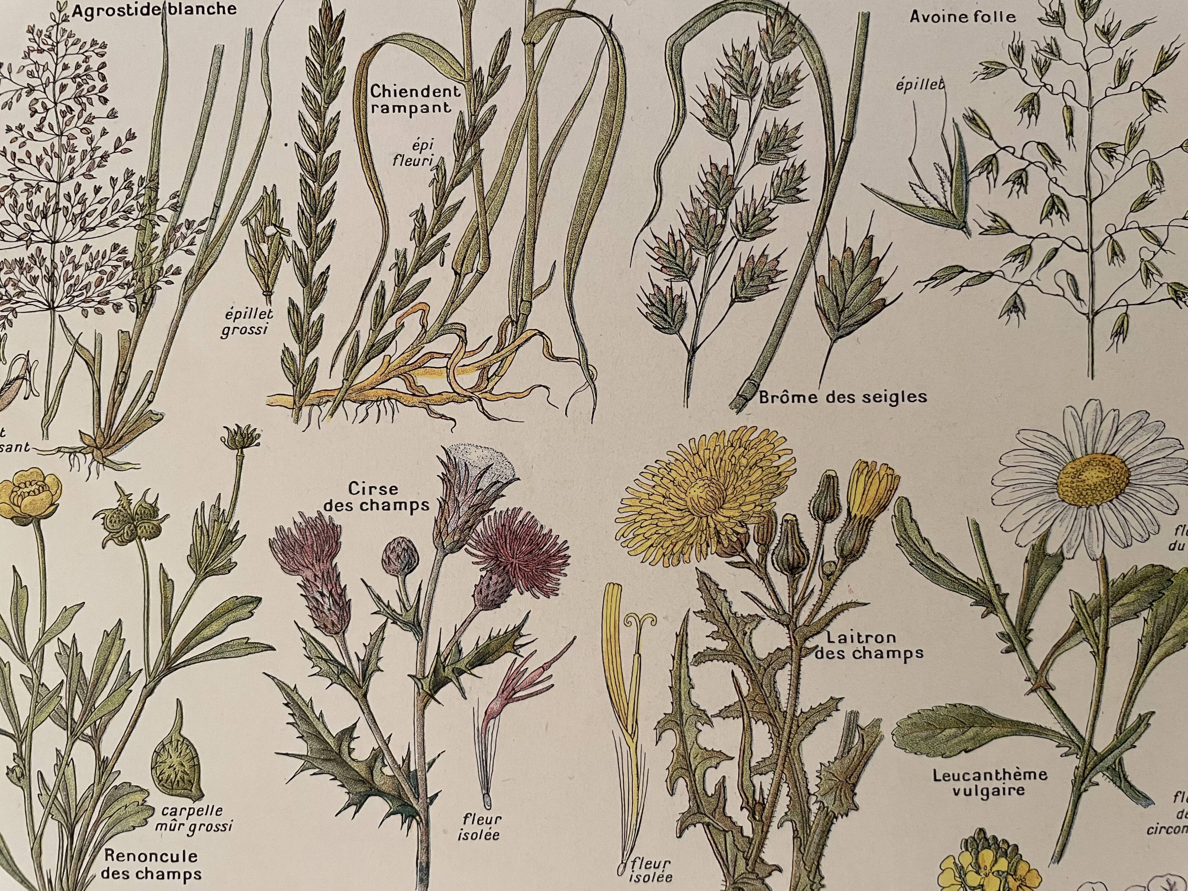 Lithograph weeds weeds - 1920