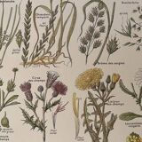 Lithograph weeds weeds - 1920