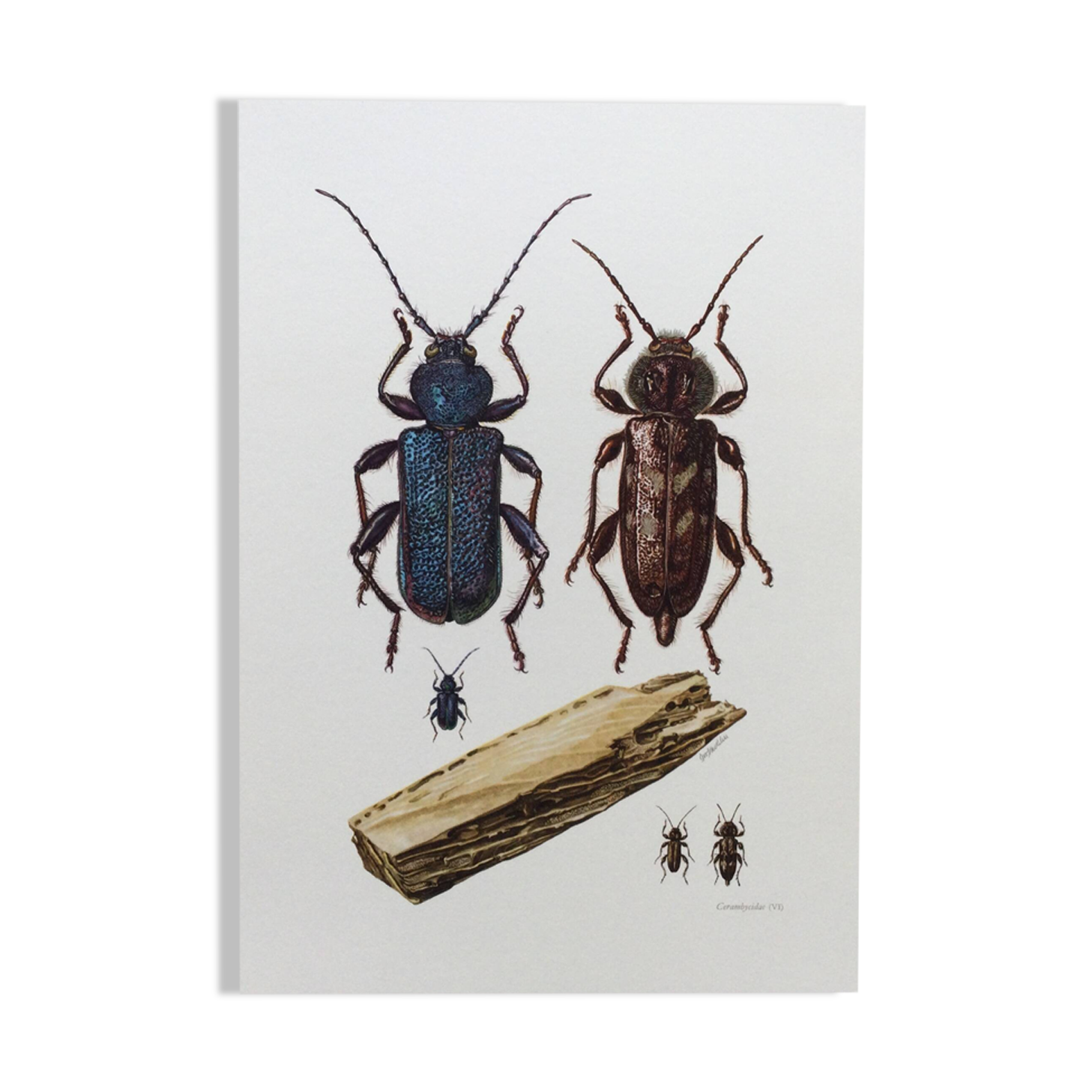 Old illustration "insects", 1960s.